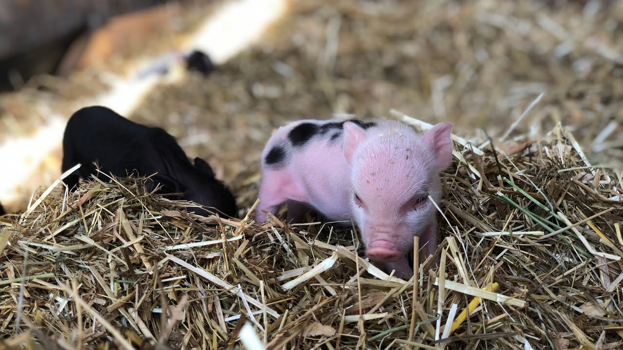 A piggy surprise 🐷