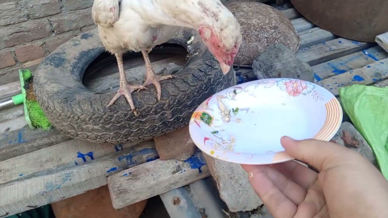 Aaj G White Aseel Madi bhi King Lakha ka Sath laga di
