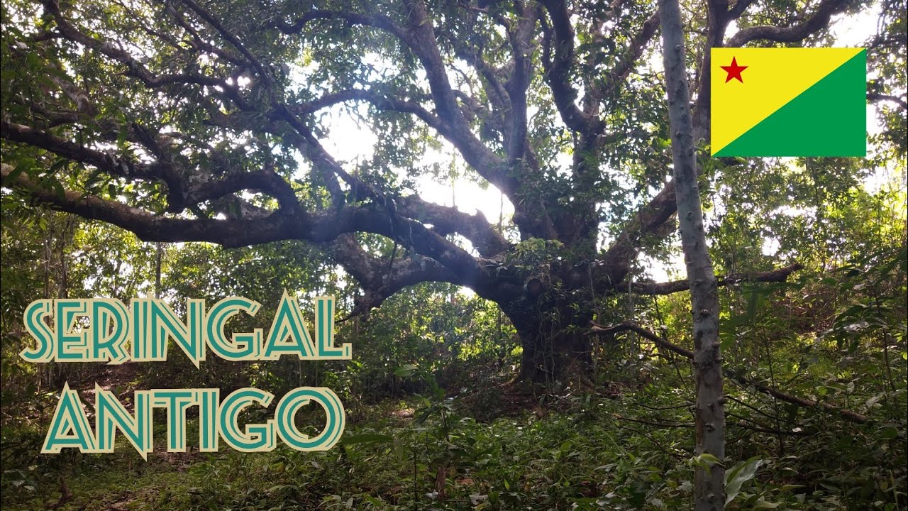 08. Seringal antigo no Acre