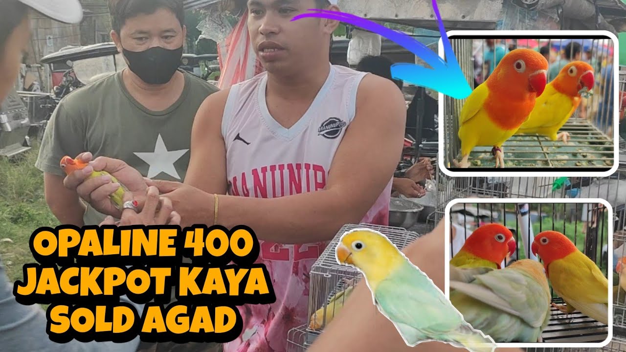 DITO MASARAP MUBILI 400 LANG ANG OPALINE JACKPOT TAYO DITO #lovebirds #bocaue #africanlovebird