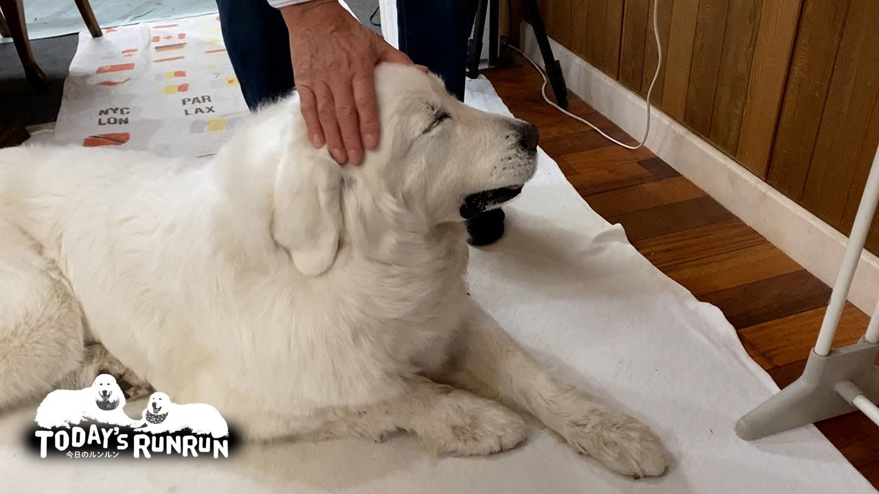 疲れがたまり少し元気の無いルンルンです　Great Pyrenees　グレートピレニーズ