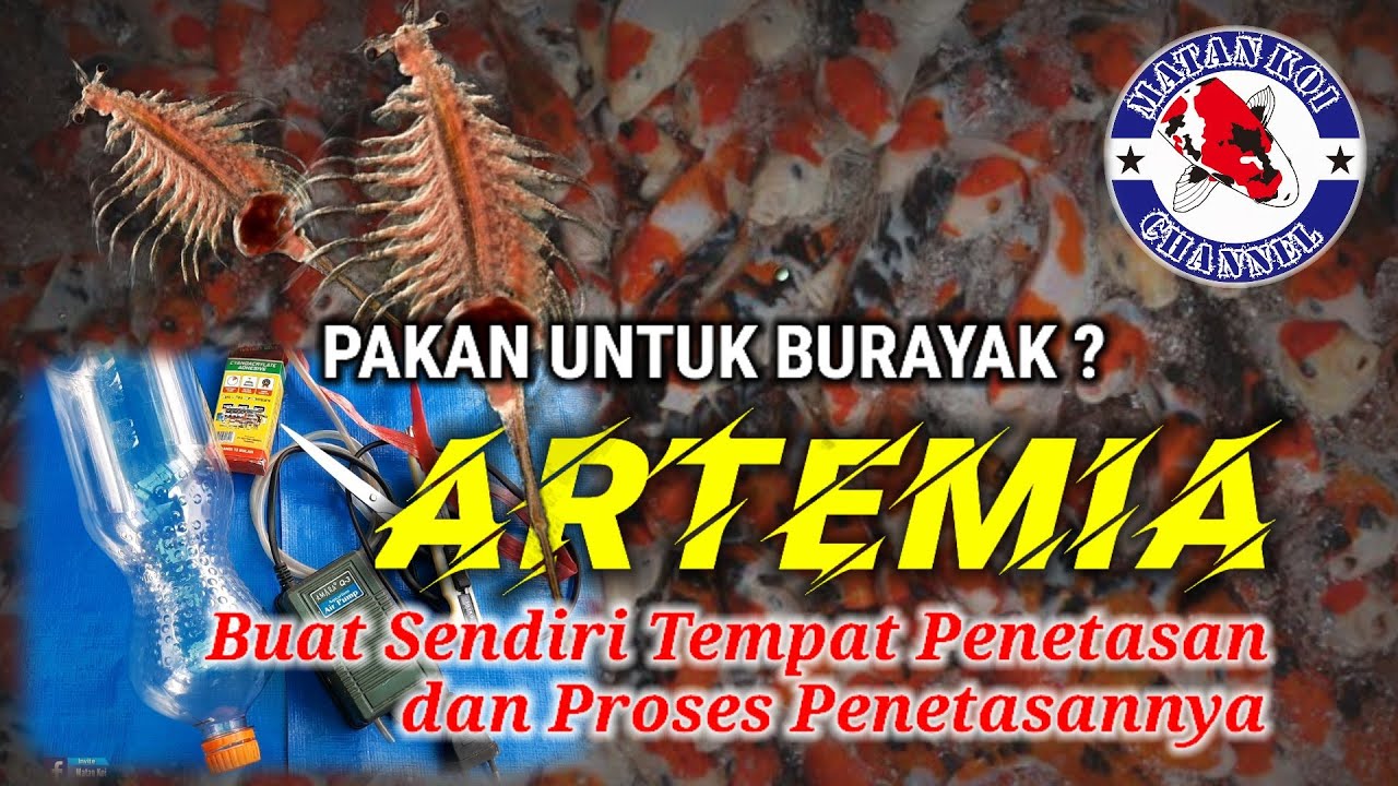 Artemia : Pakan Burayak Koi Kaya Protein