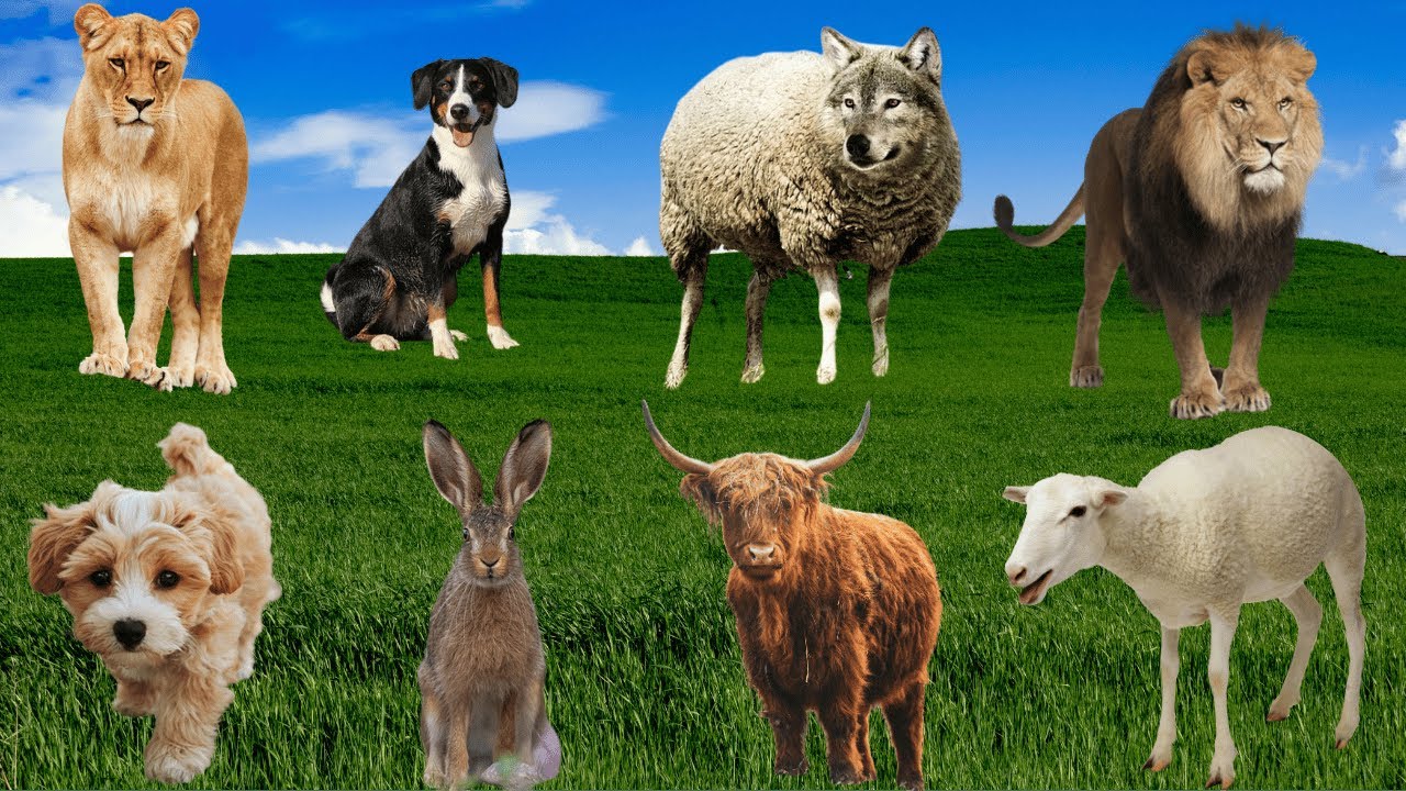 🌿 Country Farm Jam – Chickens, Cows, Dogs & Cats Create a Fun Animal Symphony 🐮🐓🐶😺