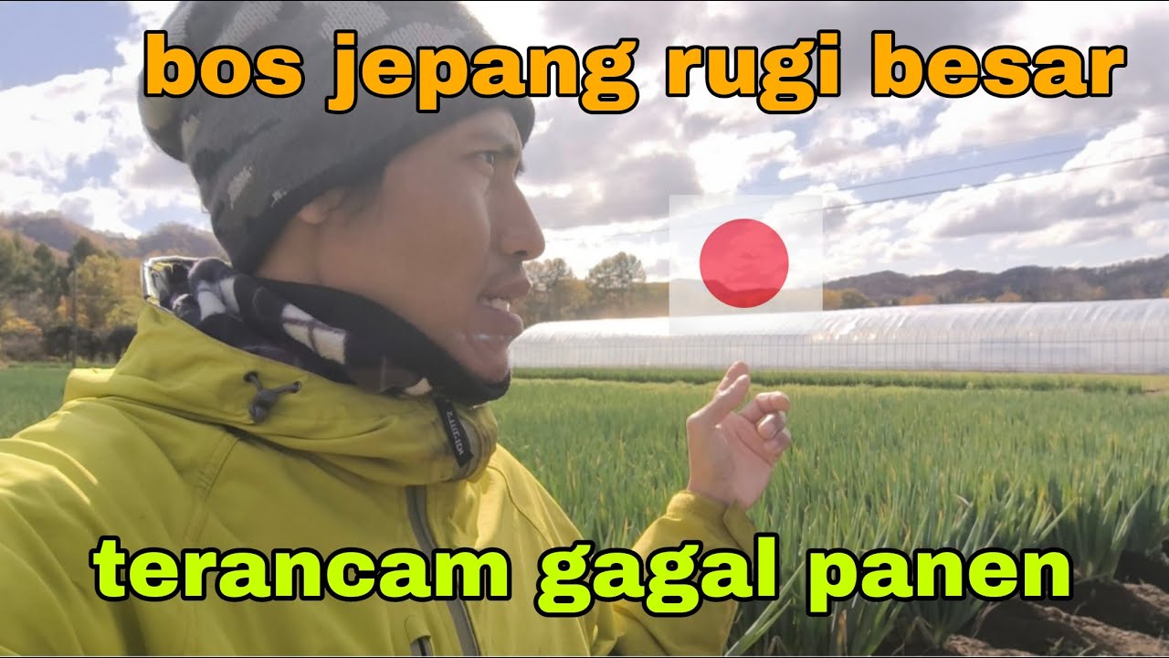BOS JEPANG RUGI BESAR !! TERANCAM GAGAL PANEN