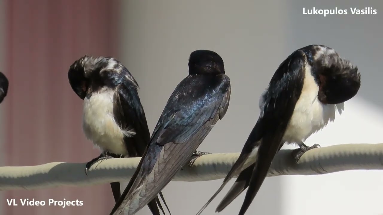 ΕΛΛΑΔΑ ΑΡΚΙΤΣΑ ΧΕΛΙΔΟΝΙΑ - GREECE ARKITSA SWALLOWS