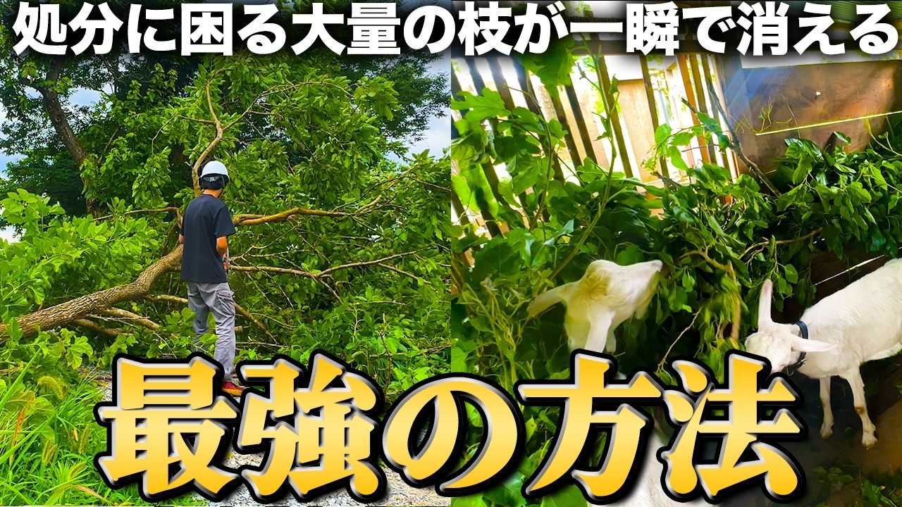 邪魔な枝が一瞬で消える⁉︎手間いらず燃料代0円世界一エコな処分方法【507日目】【EENOURインバーター発電機DK4500iAEFIで熱中症対策】