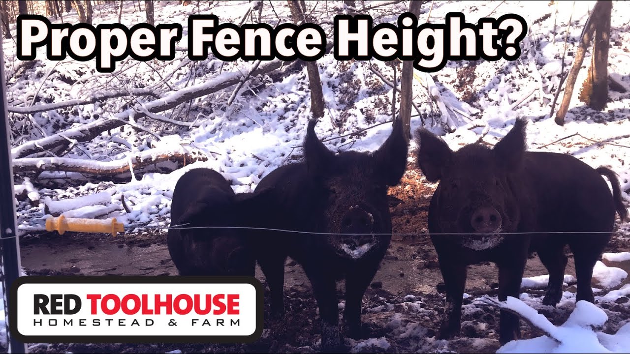 How High Should You Place Electric Fence for Pigs?