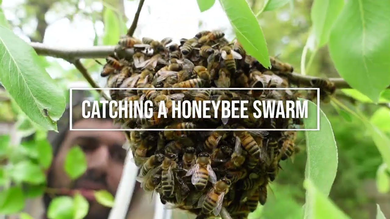 Catching a Honeybee Swarm (They take to the new hive so quickly!)
