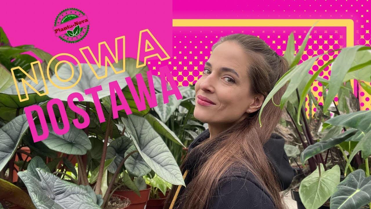 🚨Ogromna DOSTAWA ROŚLIN! Kolekcjonerskie Hoje, Filki, nowości i rzadkie okazy w NISKICH CENACH!🤯
