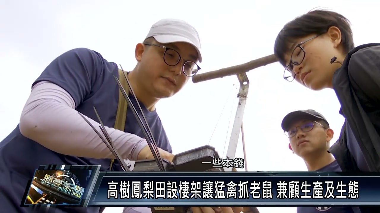 高樹鳳梨田設棲架讓猛禽抓老鼠 兼顧生產及生態