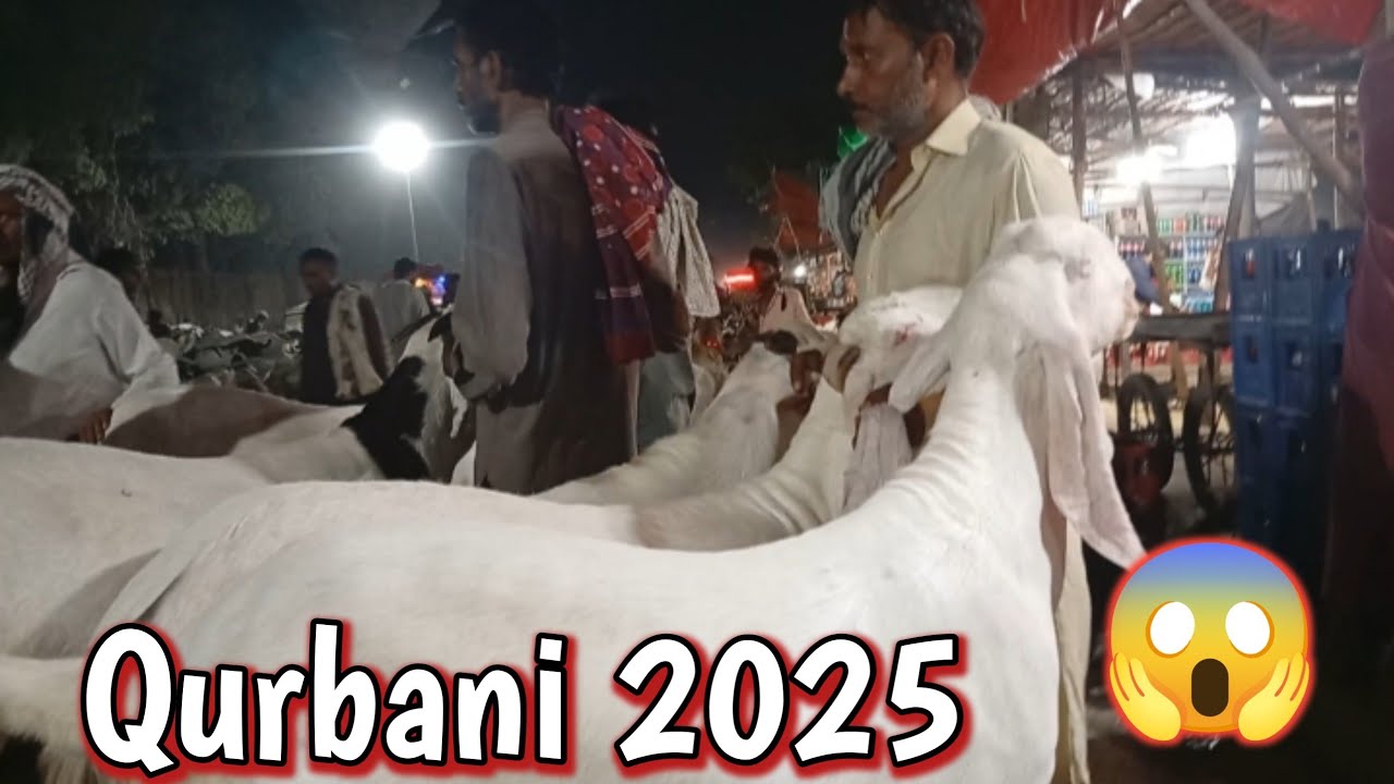 Bakra Mandi Shahpur kanjra | Rajanpuri Makhi cheene bakre | qurbani 2025| bakra mandi sufyan lahori