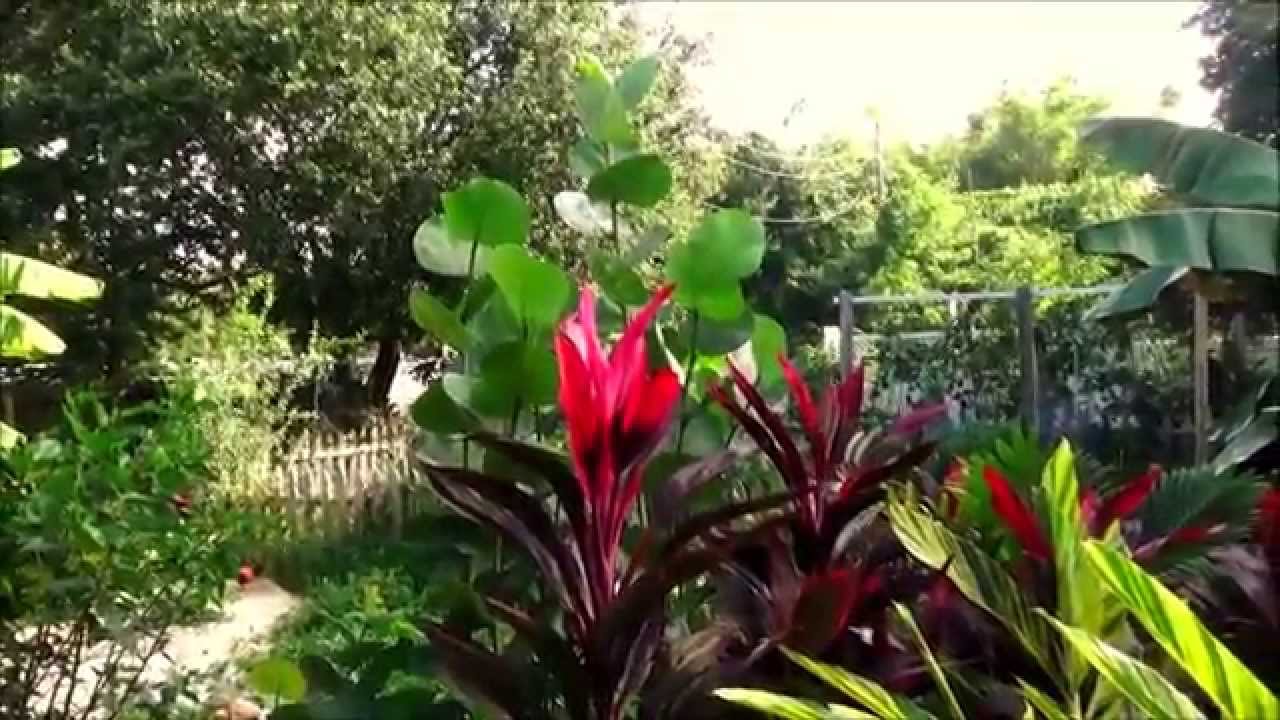 My Sub-Tropical Cottage Garden