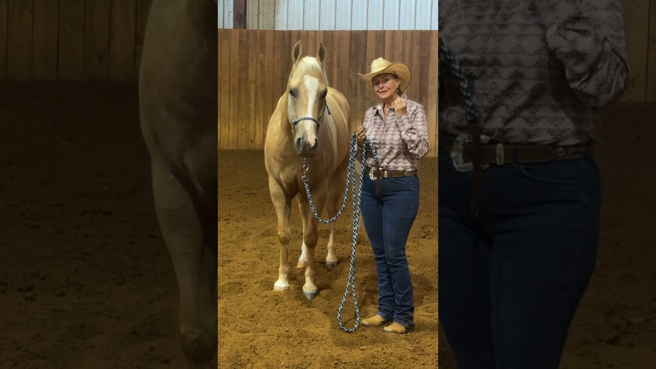 Comment calmer un cheval qui a peur : erreurs &agrave; &eacute;viter et solutions efficaces