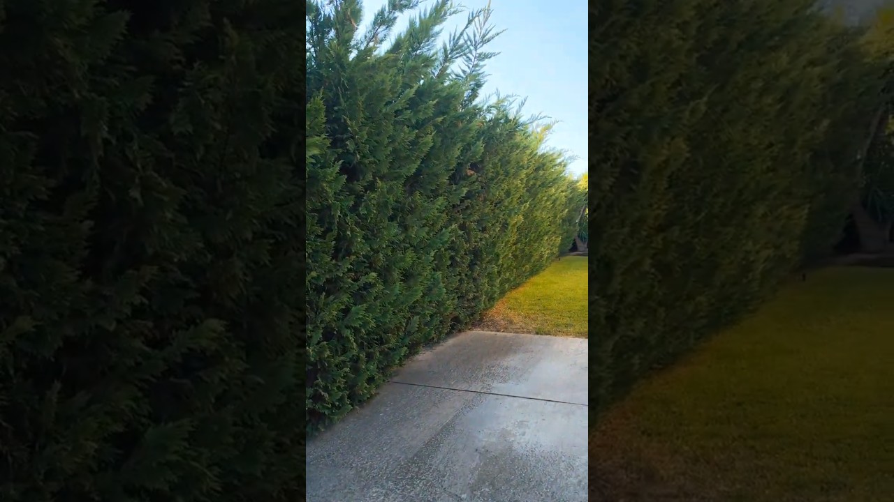 Come si fa una siepe di Leyland  #garden #shortvideo