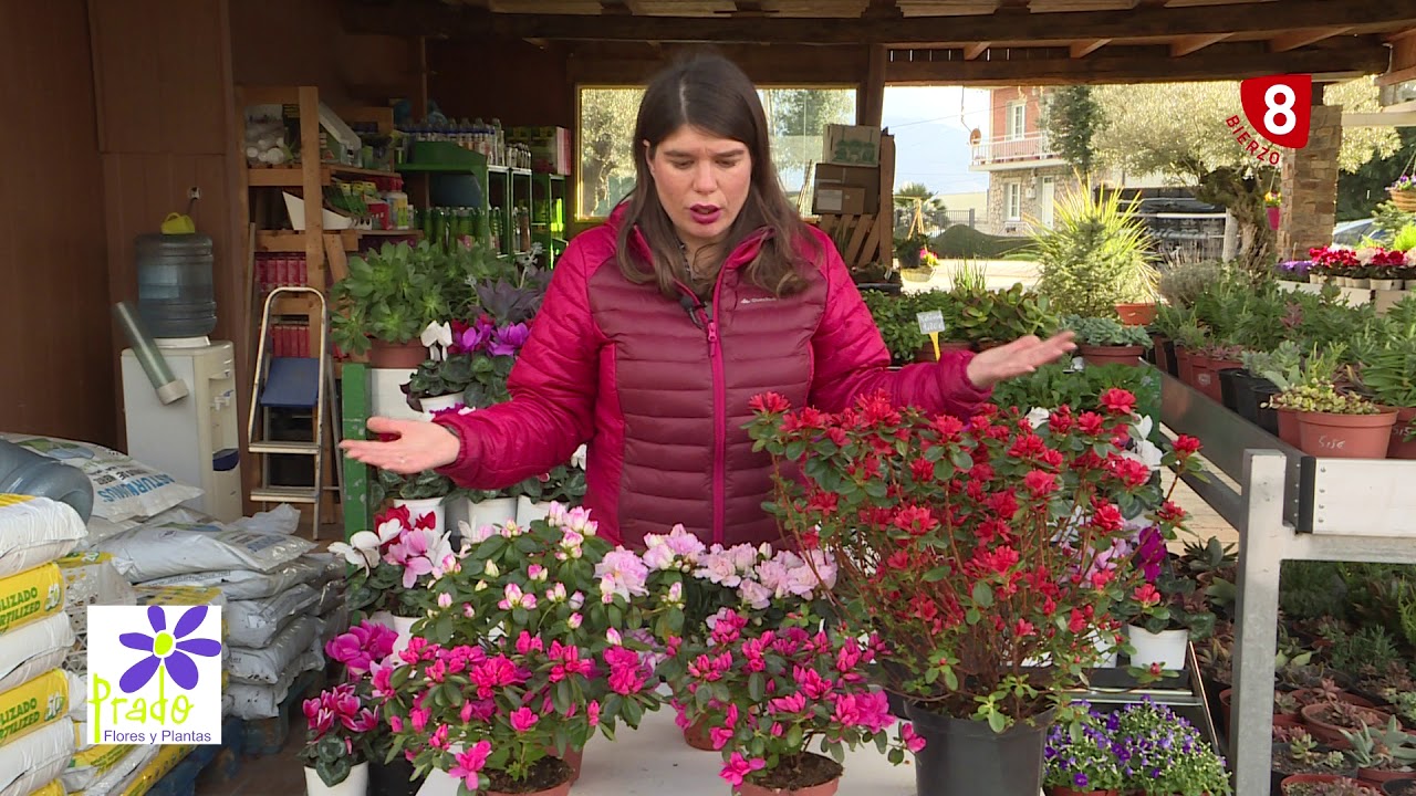 Cuidados y tipos de Azaleas en tu jardín a punto