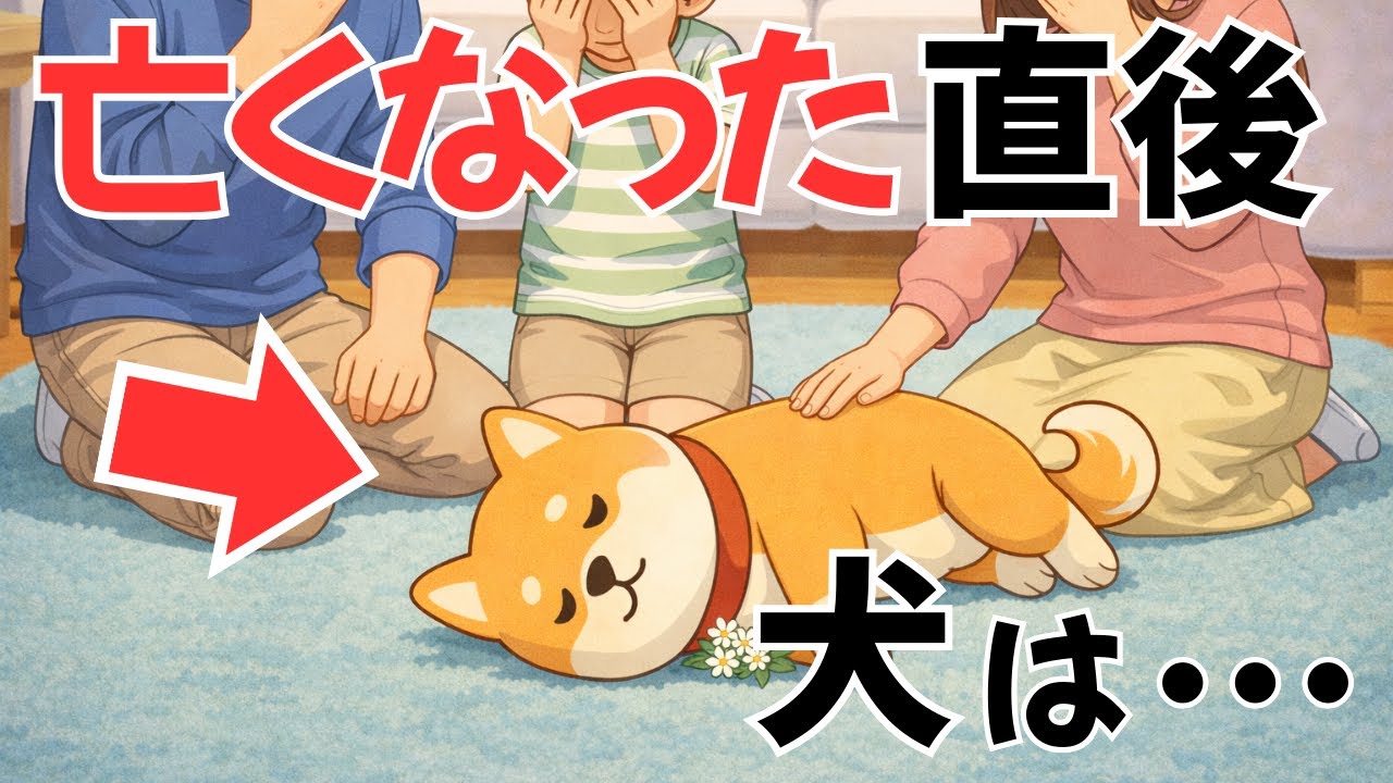 【涙注意!!】亡くなった後もあなたのことを・・・｜犬が旅立った直後に起きること｜犬雑学