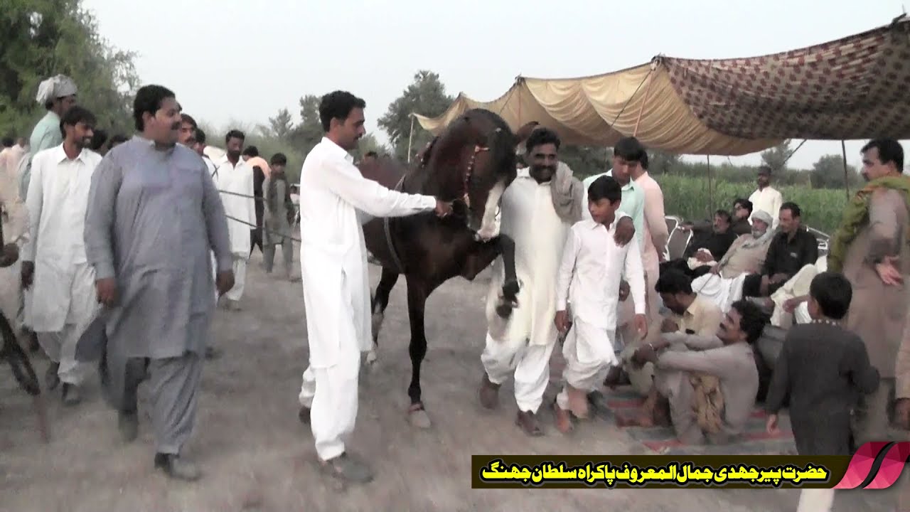 Moman ll Horse Dance ll mela Pakrah Sultan 2021 ll Jhang ll Bhowana ll palat