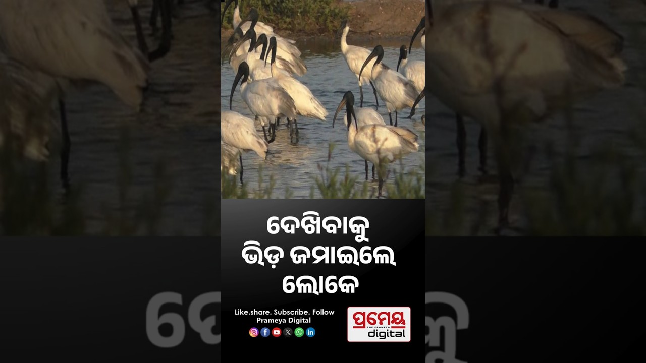 ମନ ମୋହିଲା ପକ୍ଷୀଙ୍କ ଏ ଦୃଶ୍ୟ ..#birds #beutifulcinari #birdlovers #shorts #black_headed_Ibis