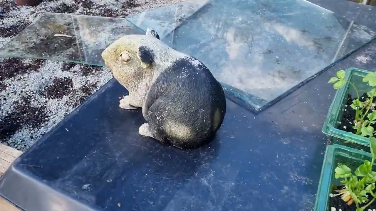 GARDEN COMING TOGETHER WHAT A DAY PHEW !!!!!