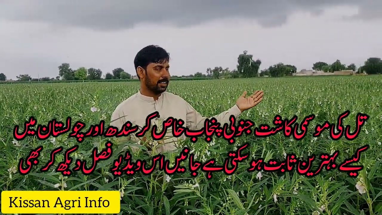 Sesame Seasonal Cultivation Review|| پاکستان کے کن ایریاز میں موسمی تل کی کاشت بہترین آپشن ہے
