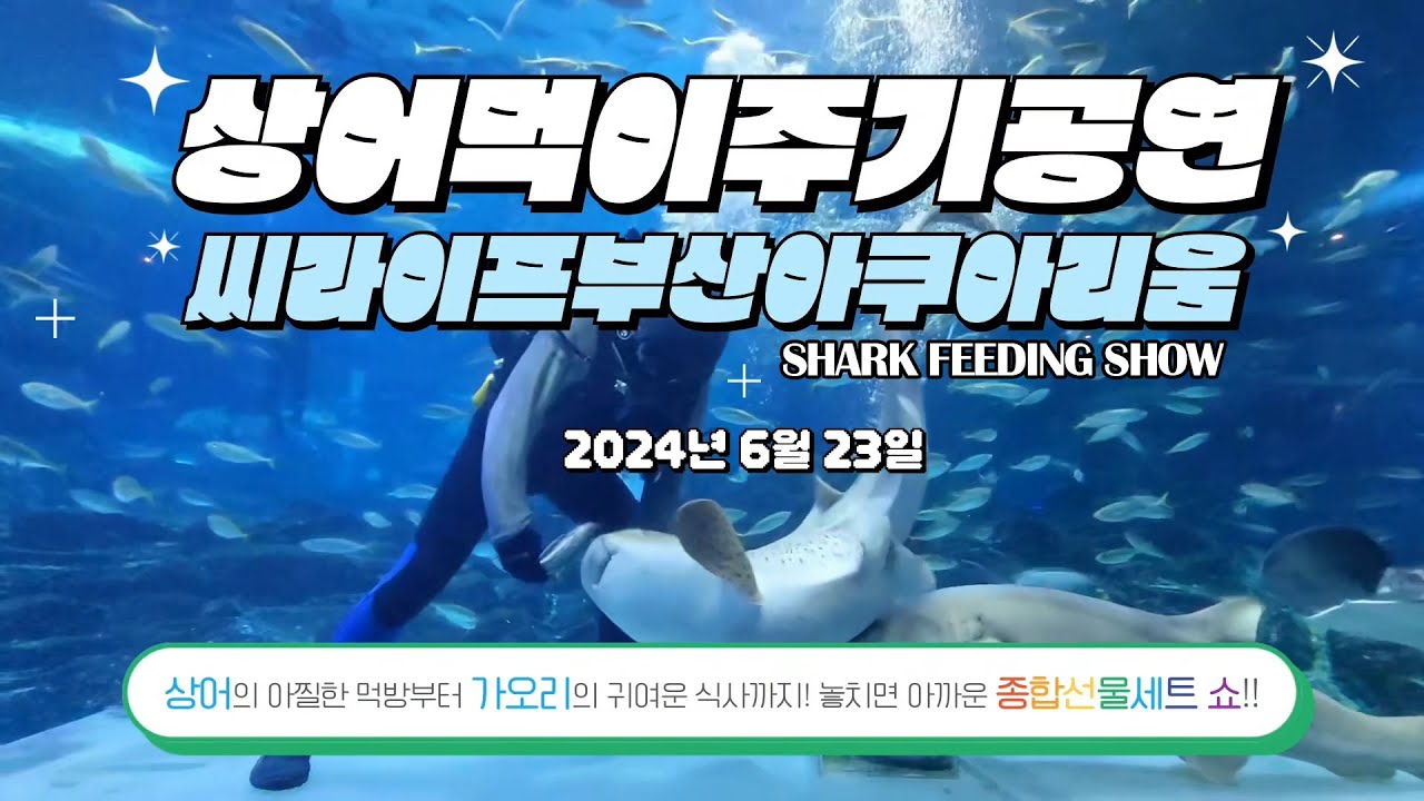 씨라이프 부산 아쿠아리움 상어 먹이 주기 공연 | 부산 여행 필수코스 🦈 Shark Feeding Show in SEA LIFE Busan
