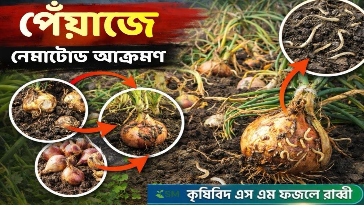 পেঁয়াজে নেমাটোডের আক্রমণ: দ্রুত প্রতিকারের কার্যকরী কৌশল ও টিপস || #কৃষি_পরামর্শ #পেঁয়াজ_চাষ 
