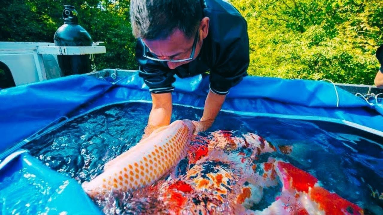 Breeding the Most Popular Aquarium fish - Discover The Basics To Breeding Koi!!