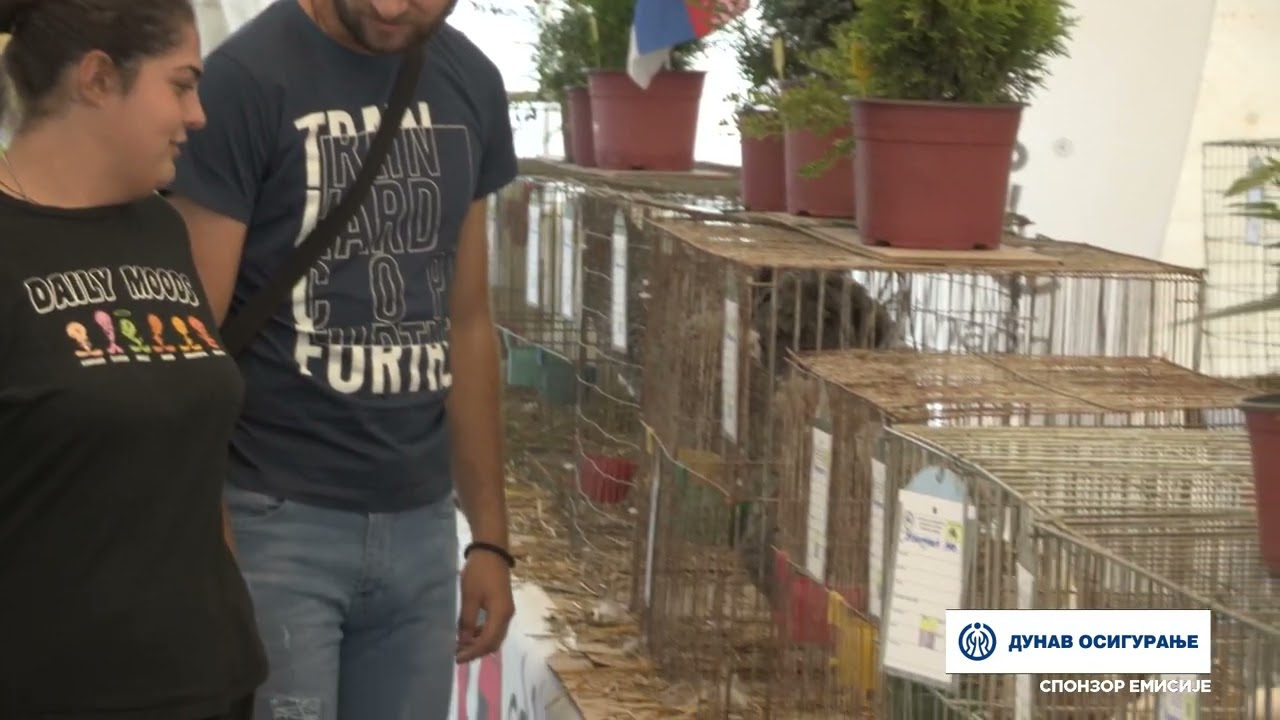 Imamo rešenje ep. 224 18.09.2023. Ćubasta živina