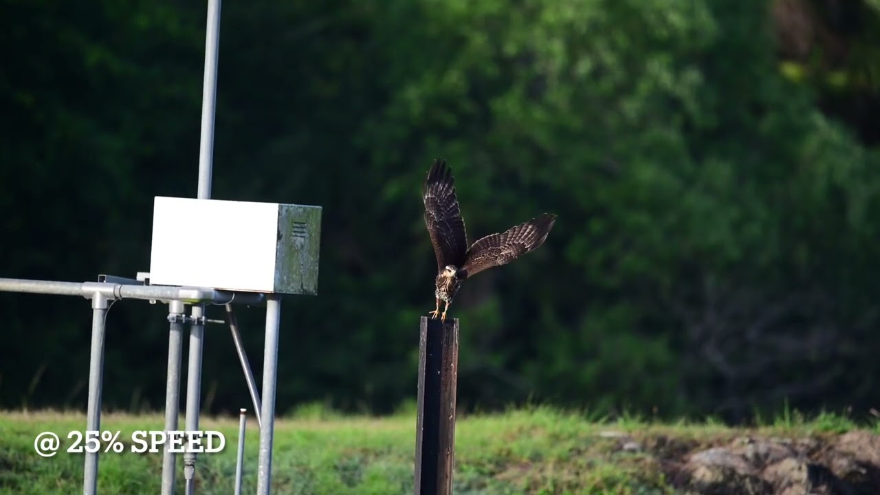Snail kite diving for snails at Harns Marsh, Florida