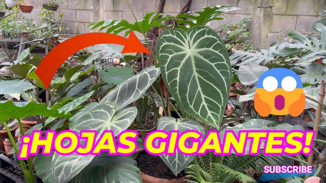 🔥 HICE GIGANTES las HOJAS del Anthurium magnificum (NADIE te lo explica así)