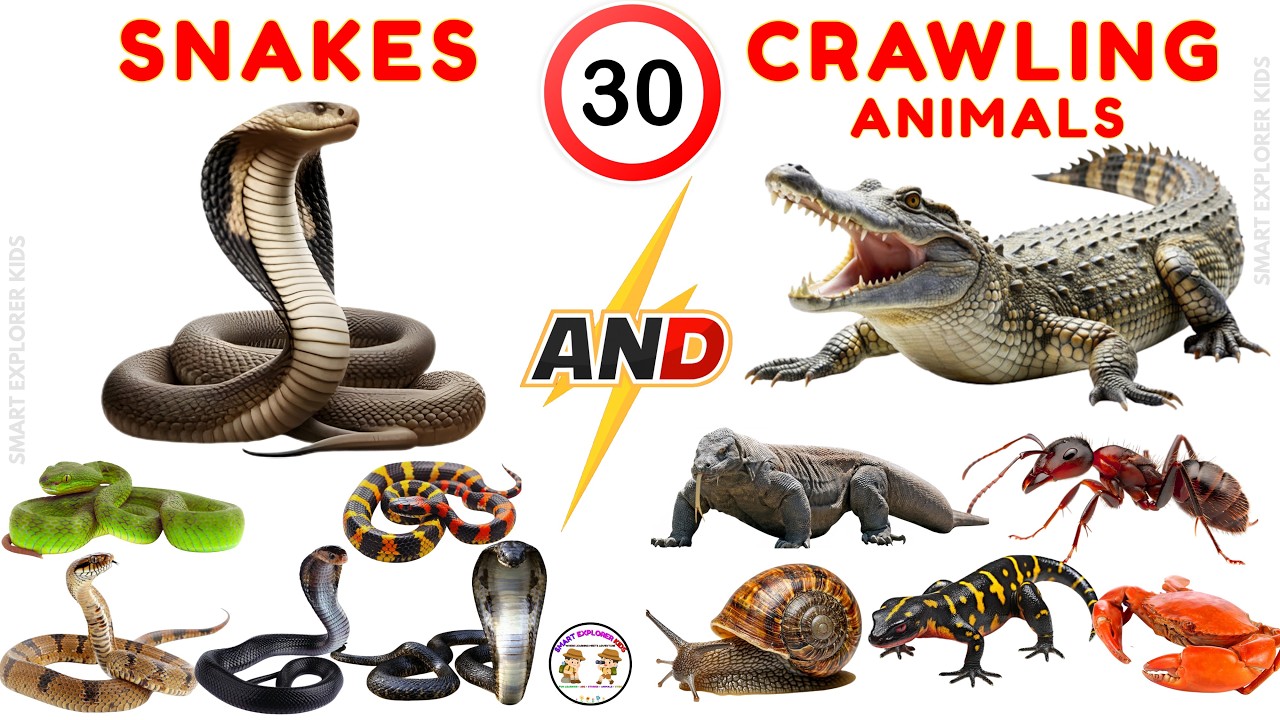 Ползающие животные и змеи для детей 🐍 | Изучаем названия животных со звуками и картинками