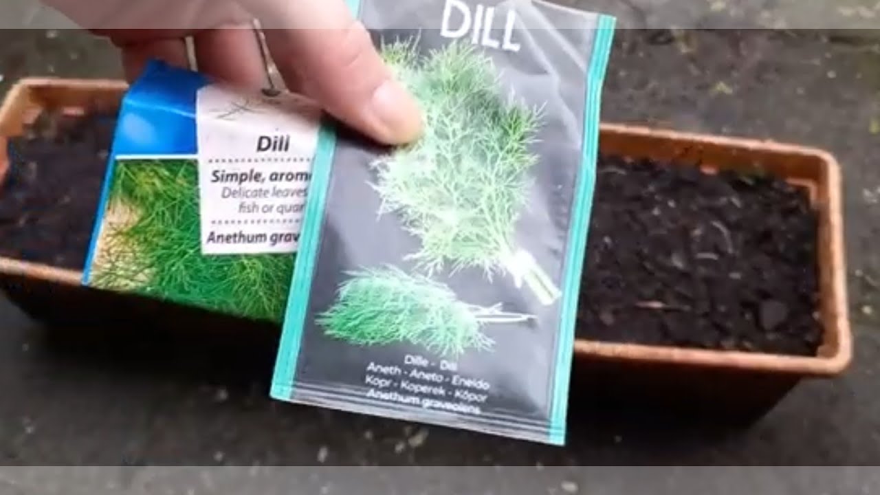 Hoe Kweek je Dille in een Pot, Dille Zaden Planten 1/2