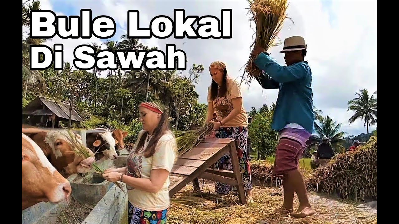 Bule Laila Meronta-ronta Padi di Kampung / Thrashing Rice in Indonesian Village