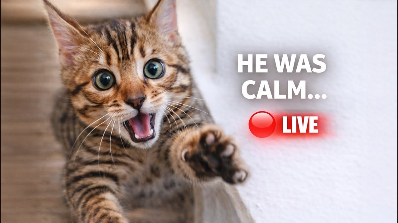 🔴 LIVE 🐆 Bengal Kitten Balu Playing, Zoomies & Cuteness Overload!