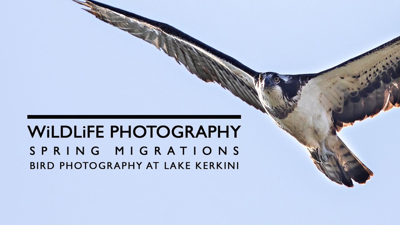 Bird photography at Lake Kerkini in Greece during Spring Migration