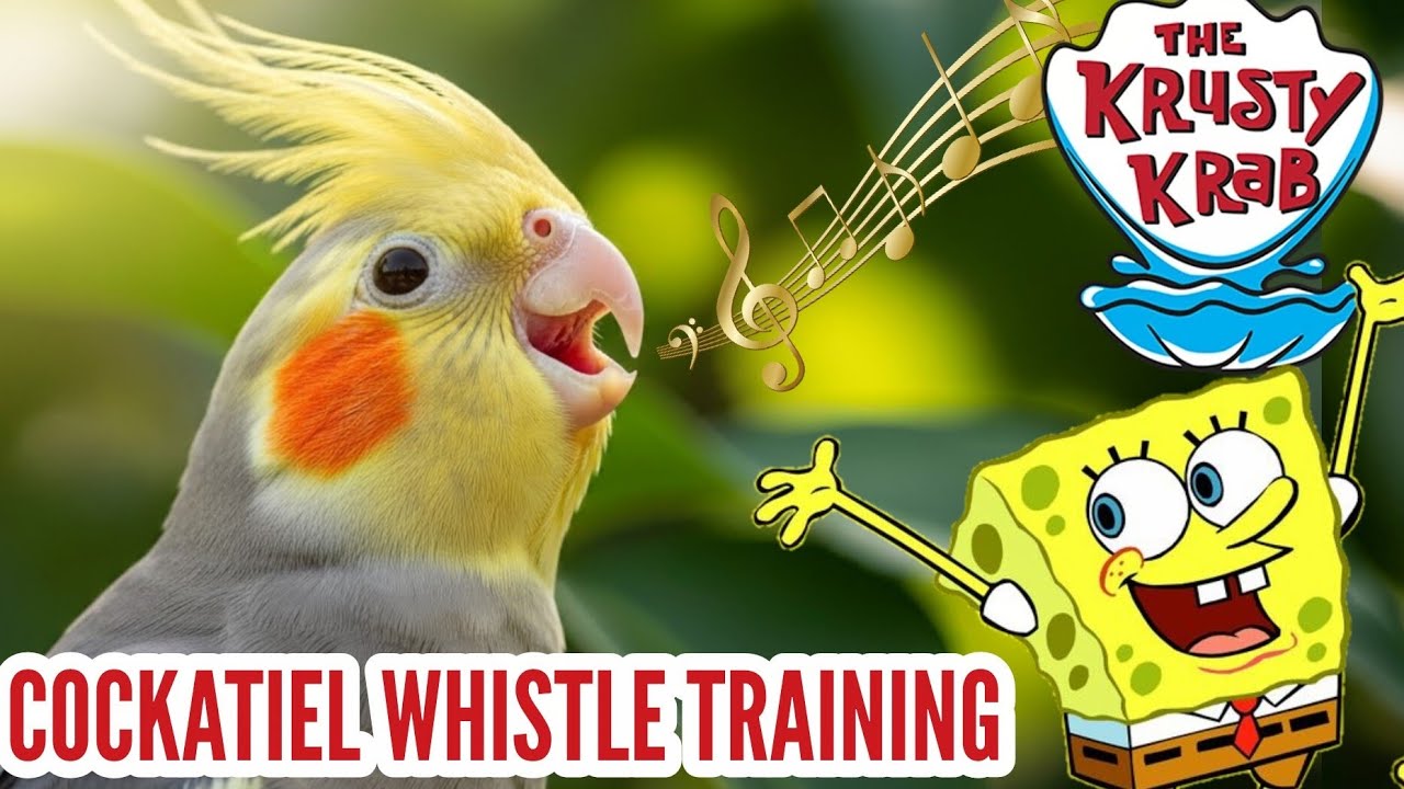 Get ready to teach your COCKATIEL the iconic Krusty Krab Theme Song from SpongeBob SquarePants! 🦜🎶🎵