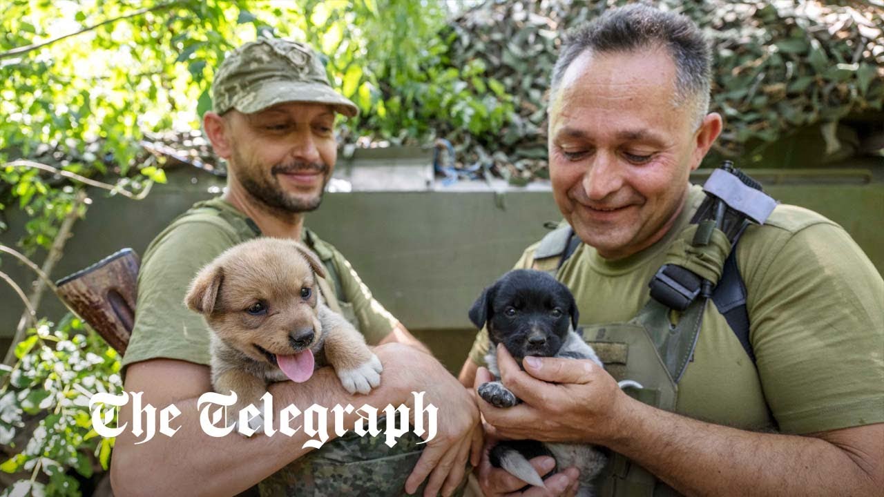 Ukraine dispatch: Abandoned puppies give frontline soldiers a morale boost