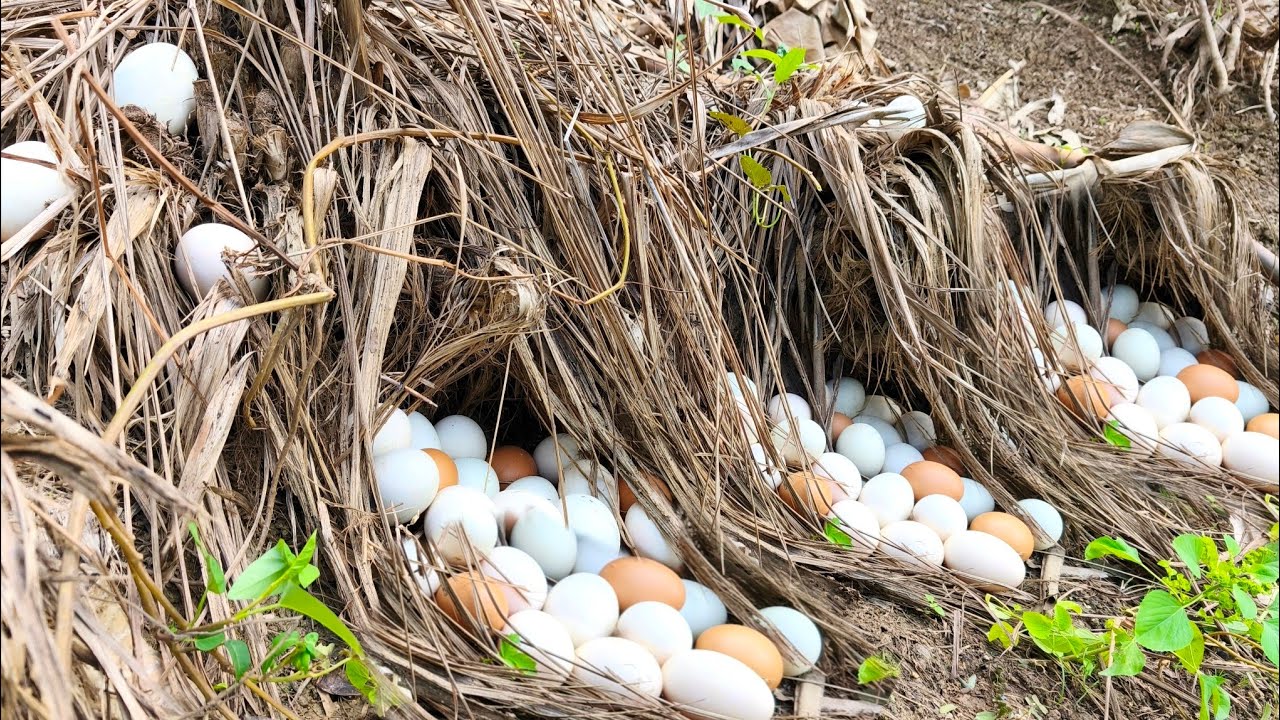 Harvest a lot of duck egg under lemongrass at field by hand a female farmer