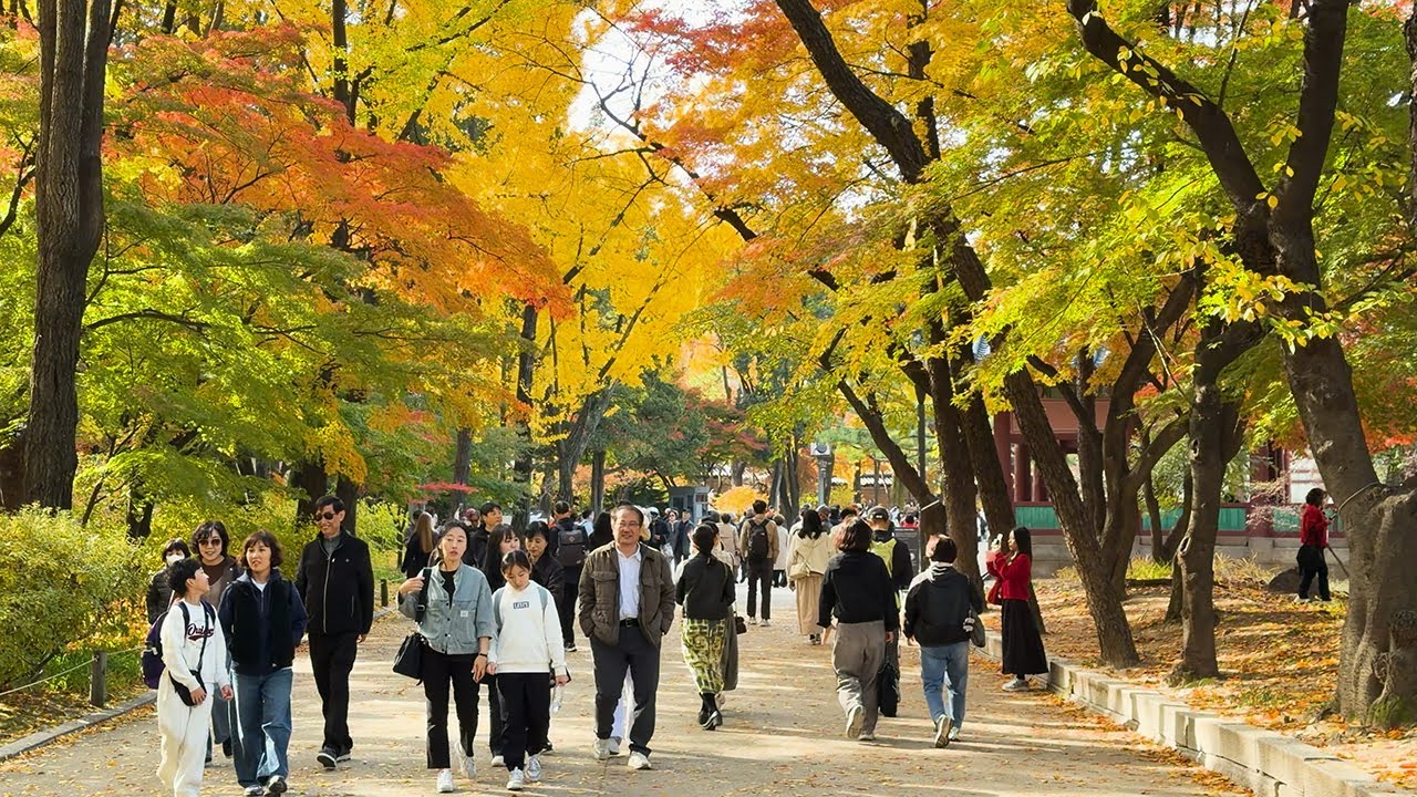단풍으로 물든 덕수궁 걷기 (2025년 11월 9일)