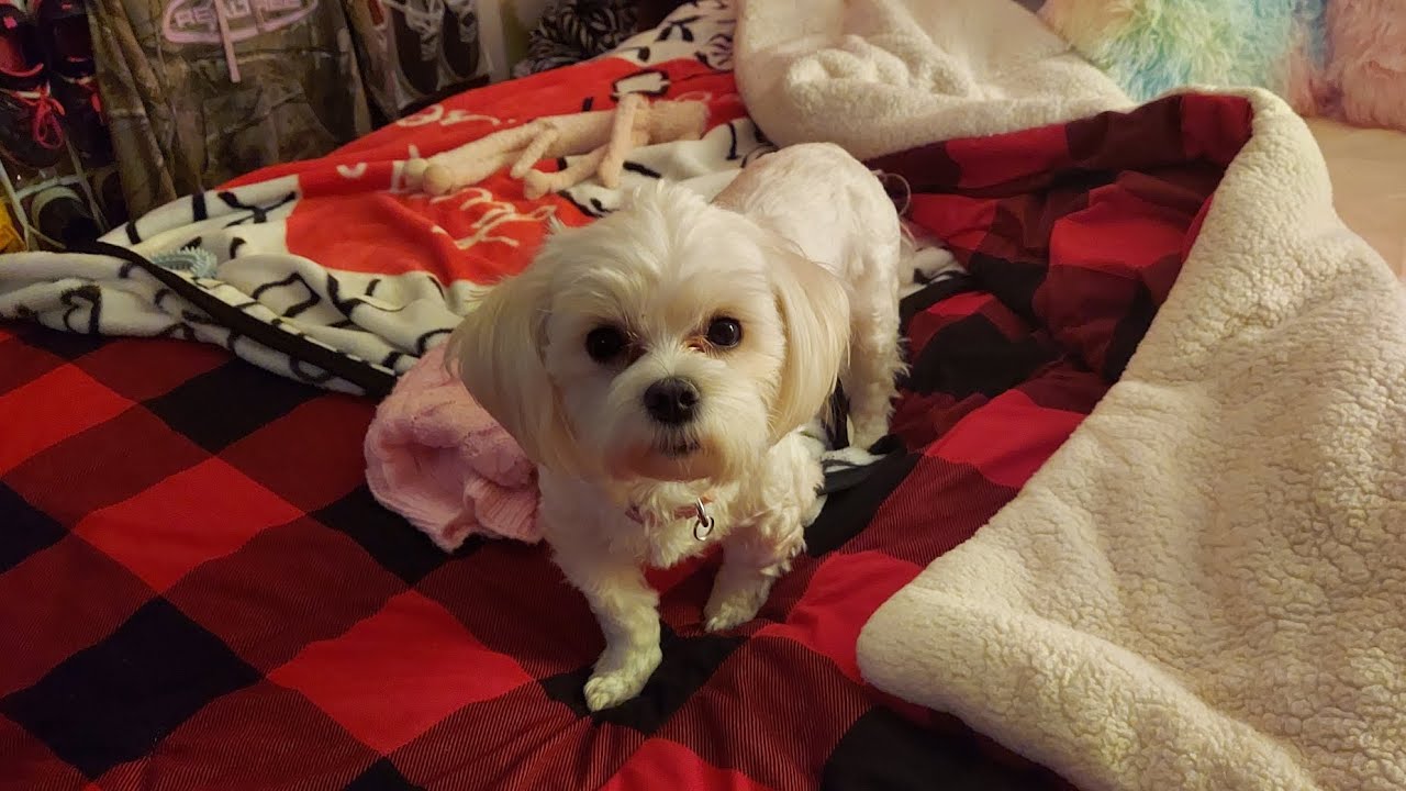 HAPPY LITTLE LILY 🩷🐾🐾 | SHE HAD ALOT TO SAY!! 😄 | BY REQUEST #puppylife #maltese #happymoments #2025