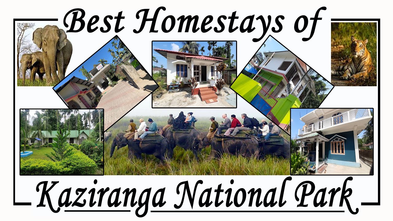 BEST HOMESTAYS OF KAZIRANGA NATIONAL PARK 2023 | Nice Place | Cheap Rates |