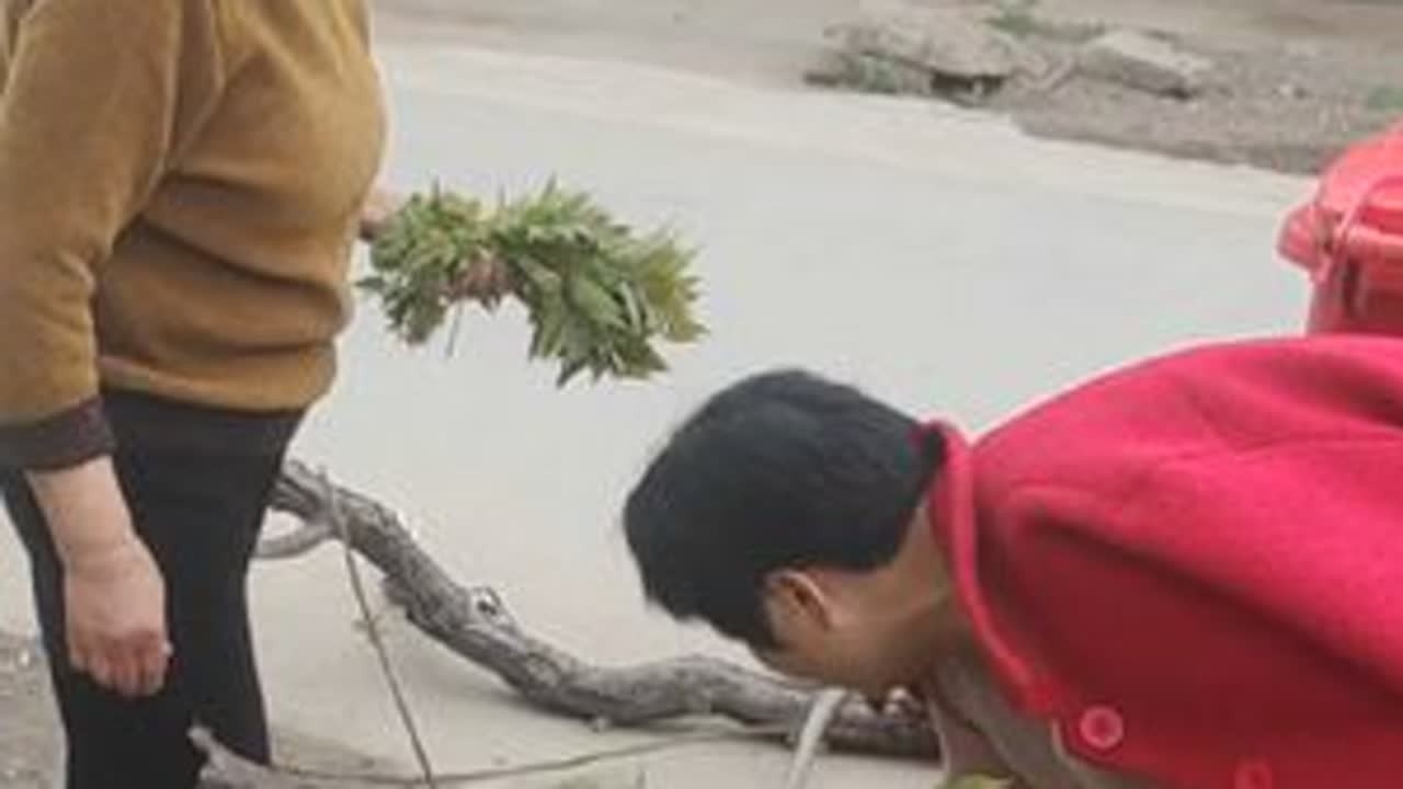 光头大爷家的香椿叶可以吃了，小胡直接就爬到了树梢锯起了树杈，老妈去的晚也摘了不少，打算腌着吃。