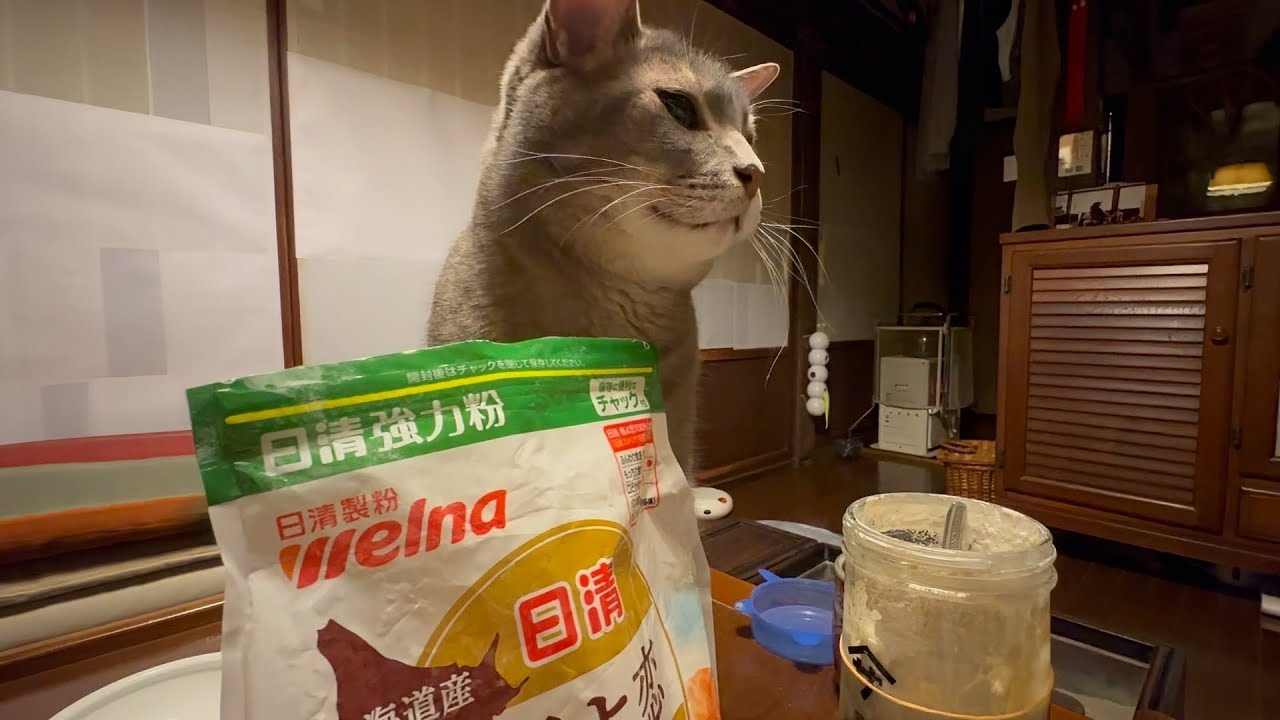 深夜.. あれこれと気になることがあって..  一つ一つやって行くと..  最後に歯磨きが残っていて.. おばあちゃんに捕まり賢く磨かれて部屋を出てゆく猫・・・