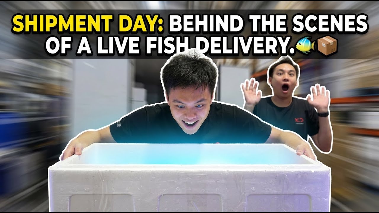 Shipment Day: How Live Fish and Corals Arrive at the Shop.🐠📦