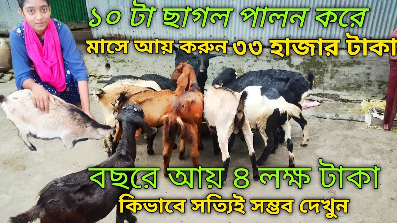 মাত্র ১০ টা ছাগল পালনে বছরে আয় করুন ৪ লক্ষ টাকা কিভাবে সম্ভব? ভিডিওটি দেখুন goatfarm