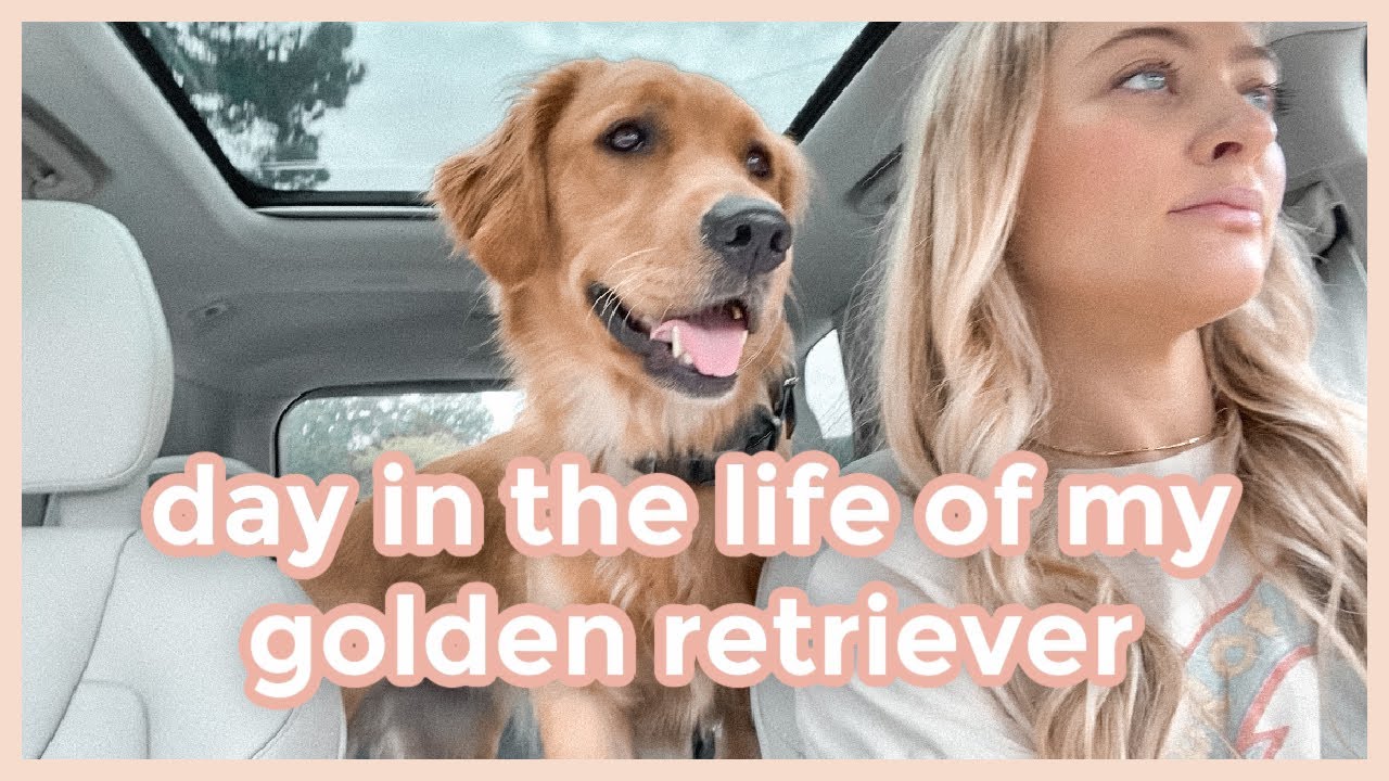 DAY IN THE LIFE of my golden retriever