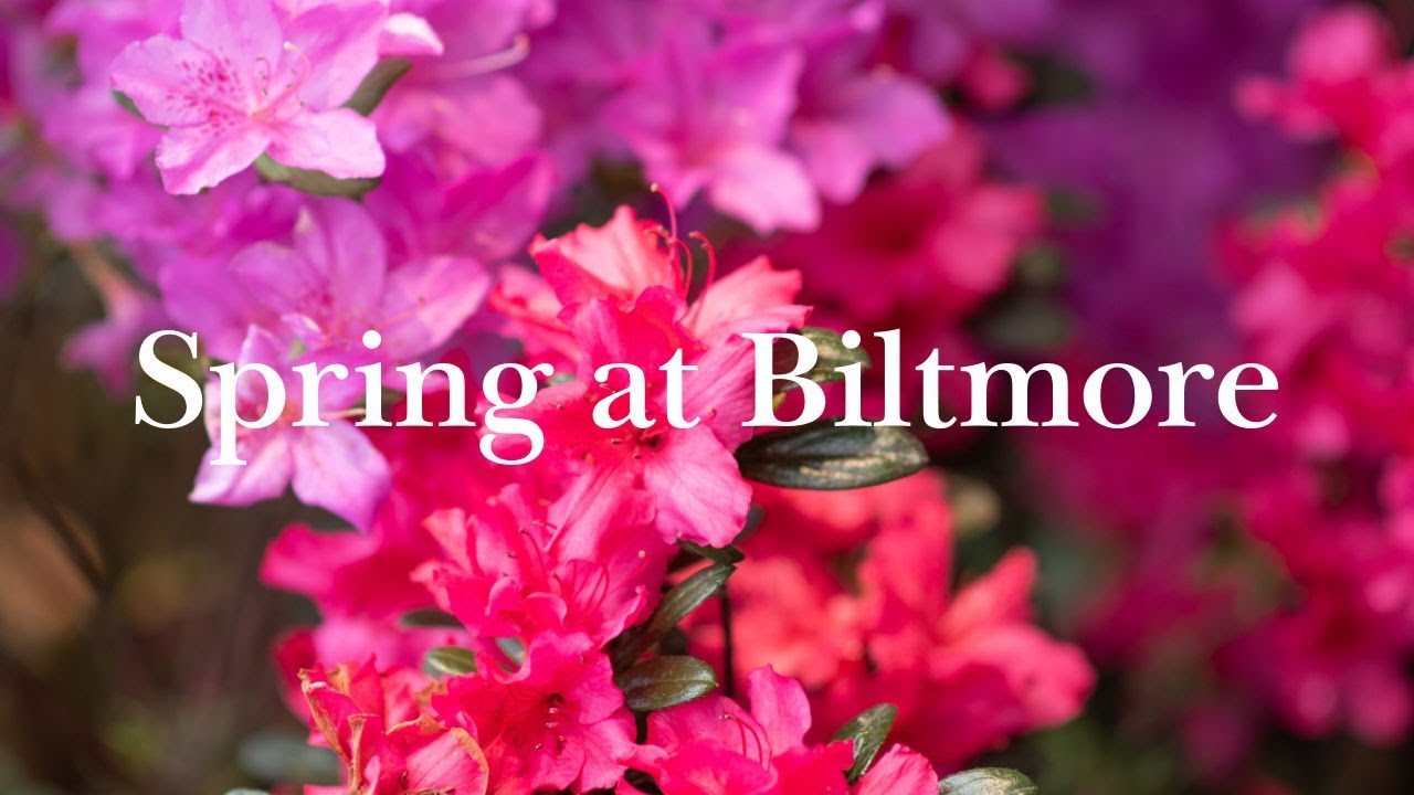 SPRING AT BILTMORE, Asheville, NC | 4k Video #biltmoreblooms