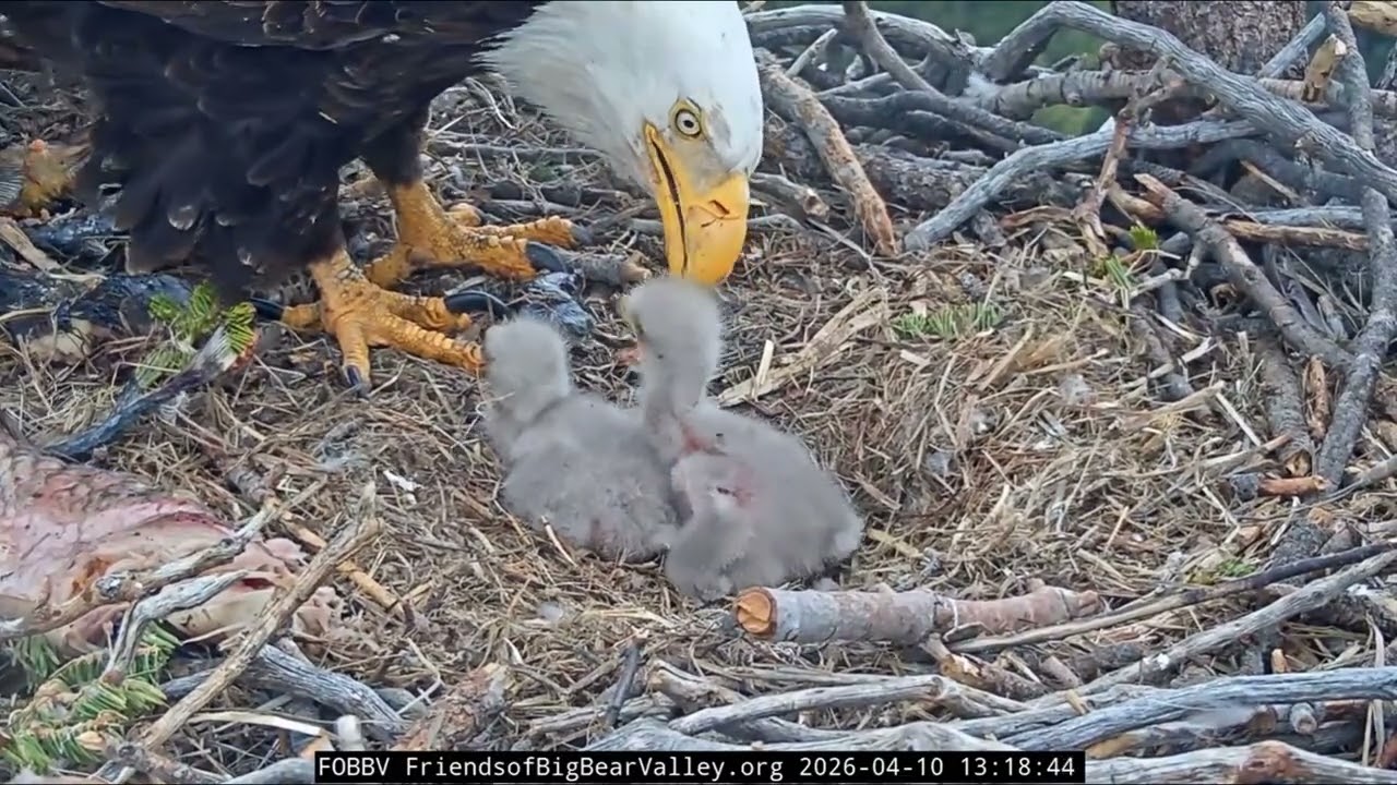 Jackie and Shadow deliver two big fish, Shadow wants to brood chicks | 4.10.26