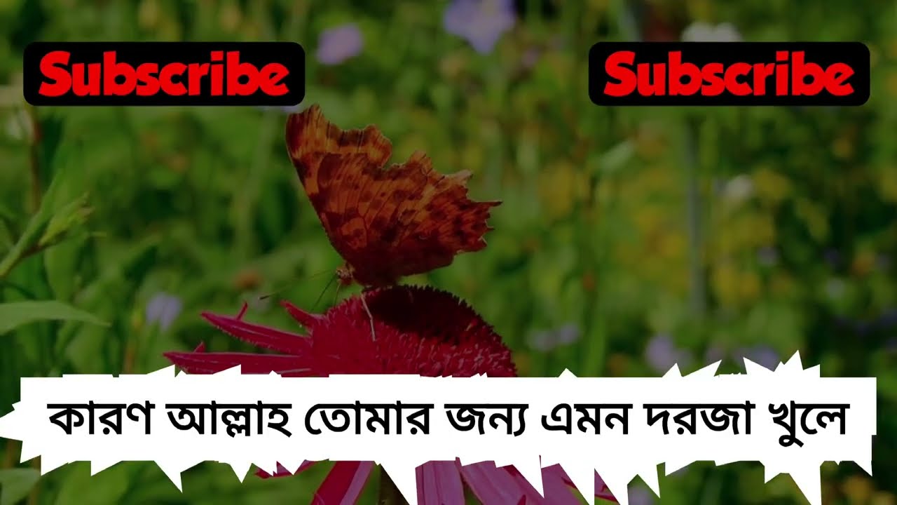 প্রজাপতি, ফড়িং বা জোনাকি, ঘরে ঢুকলে আল্লাহ এই ৭টি ইশারা দেখান | Islamic Video | Mafin Voice 