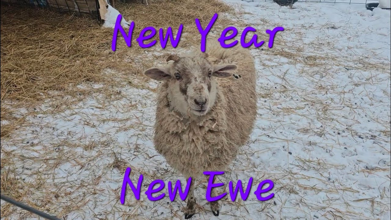 New Year! New Ewe! - Big changes are coming